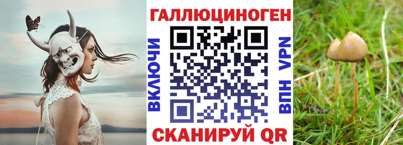 где купить наркотик  блэк спрут вход  Псилоцибиновые грибы GOLDEN TEACHER  Приморско-Ахтарск 
